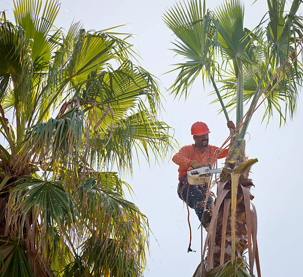 Best Tree Removal  in Copeland, OK